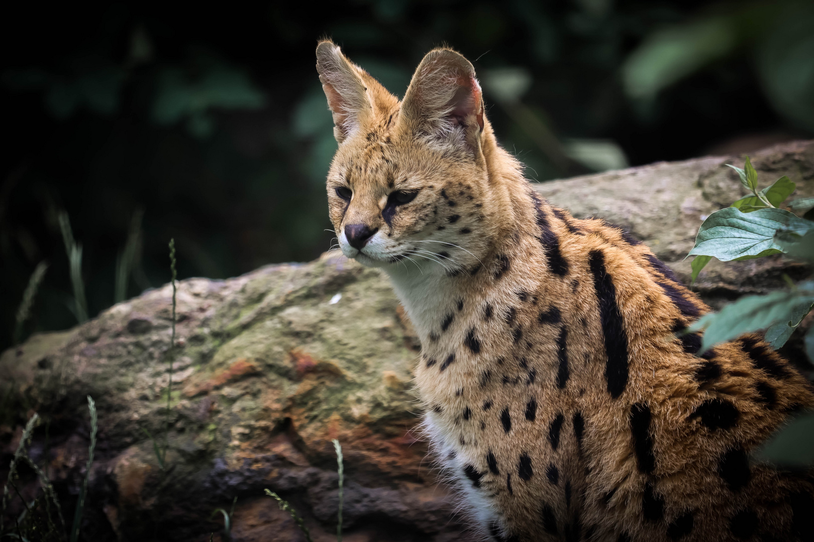 Portrait von einem Serval