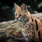 Portrait von einem Serval