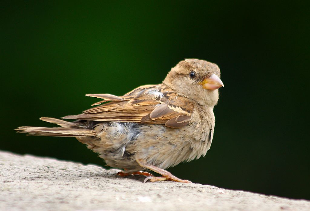 Portrait von einem Spatz