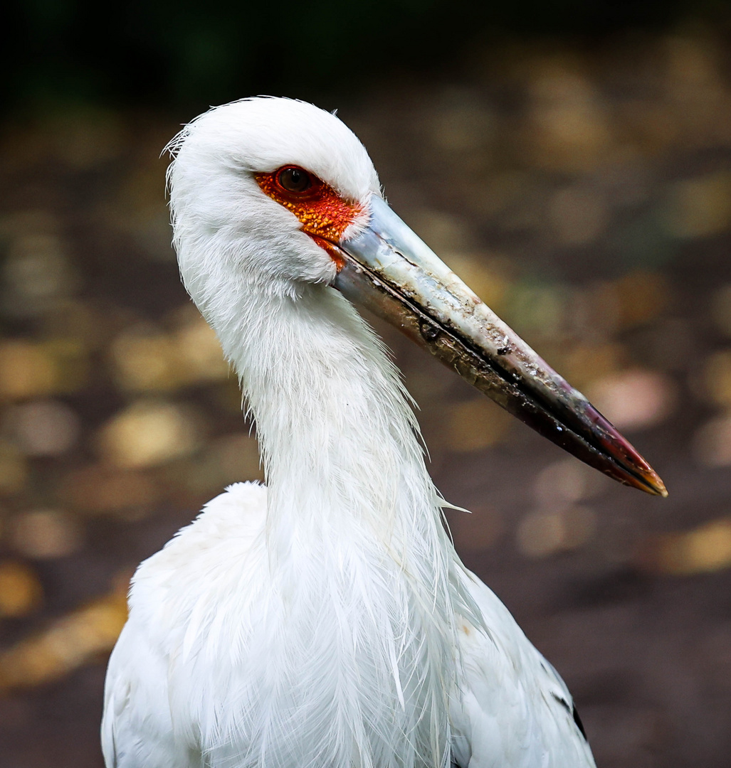 Portrait von einem Storch 