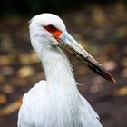 Portrait von einem Storch 