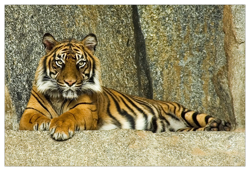 Portrait von einem Tiger