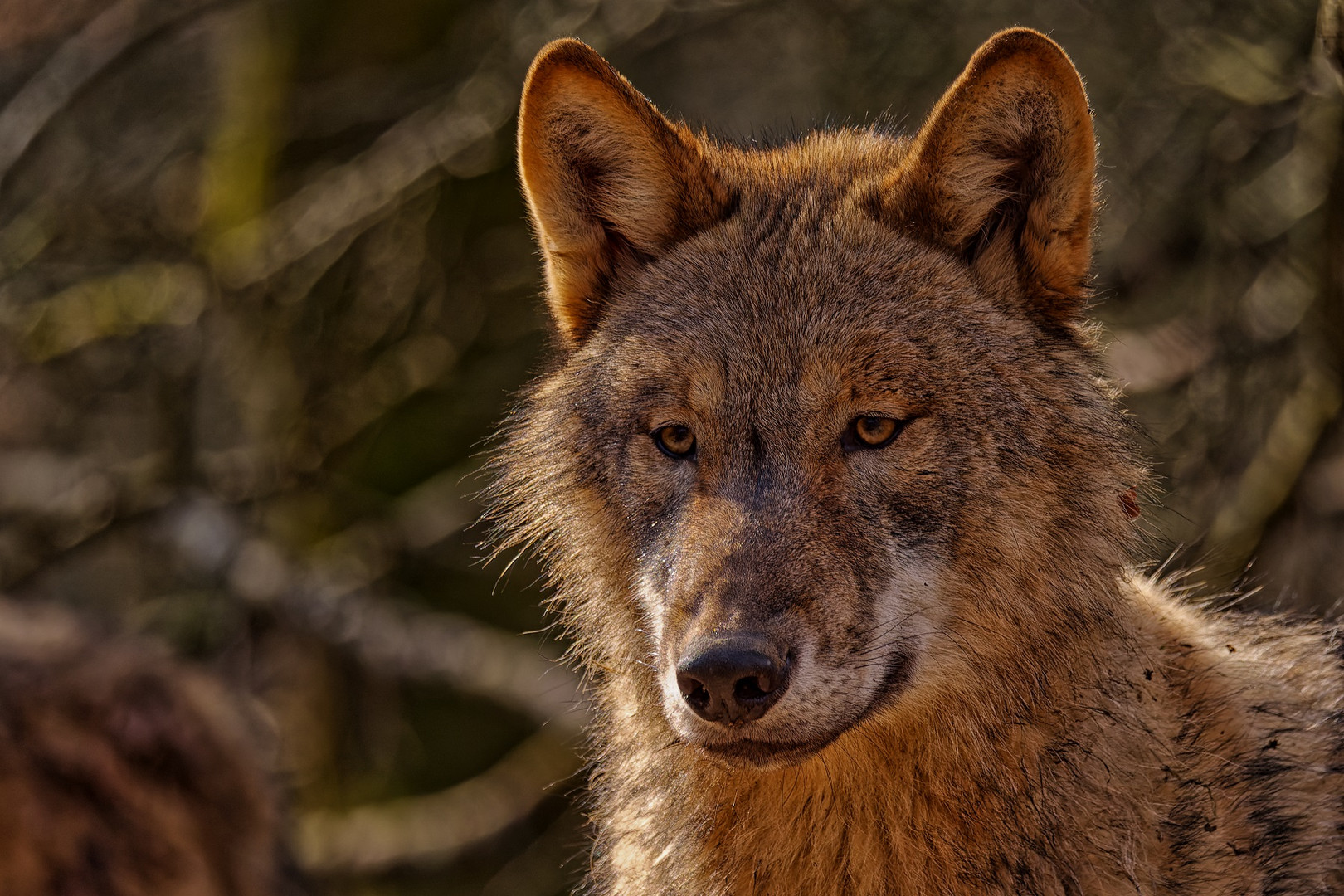 Portrait von einem Wolf