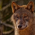 Portrait von einem Wolf