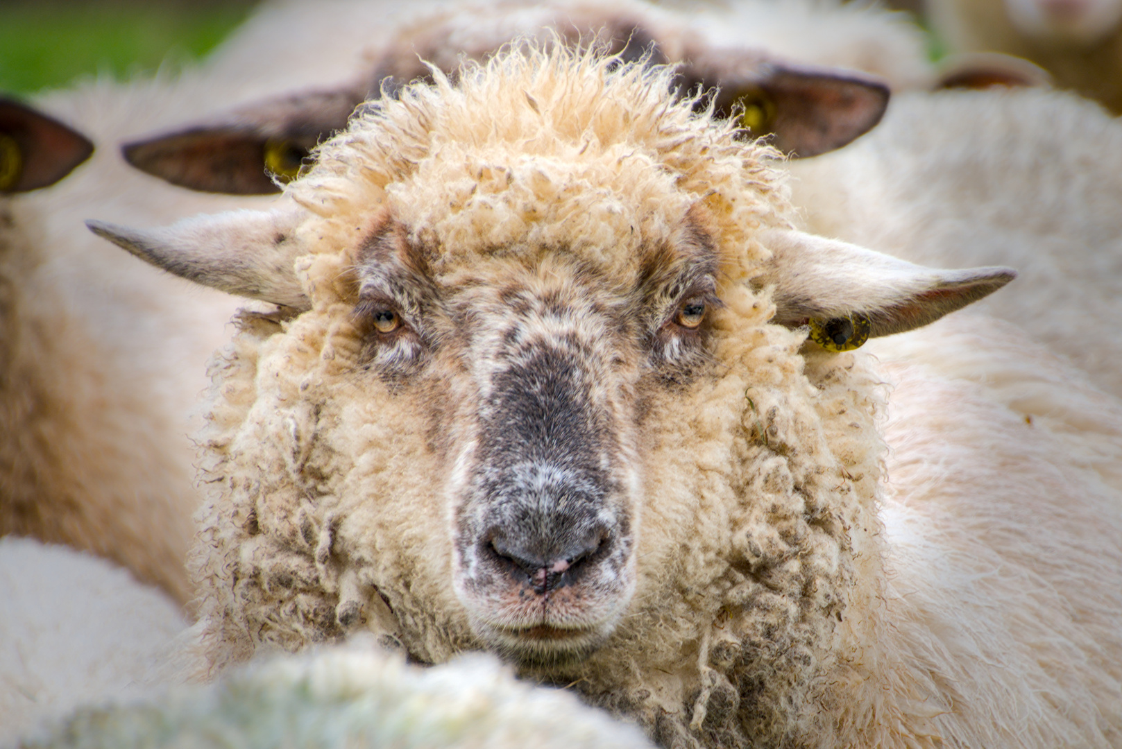 Portrait von einem wolligen Schaf