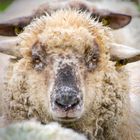 Portrait von einem wolligen Schaf