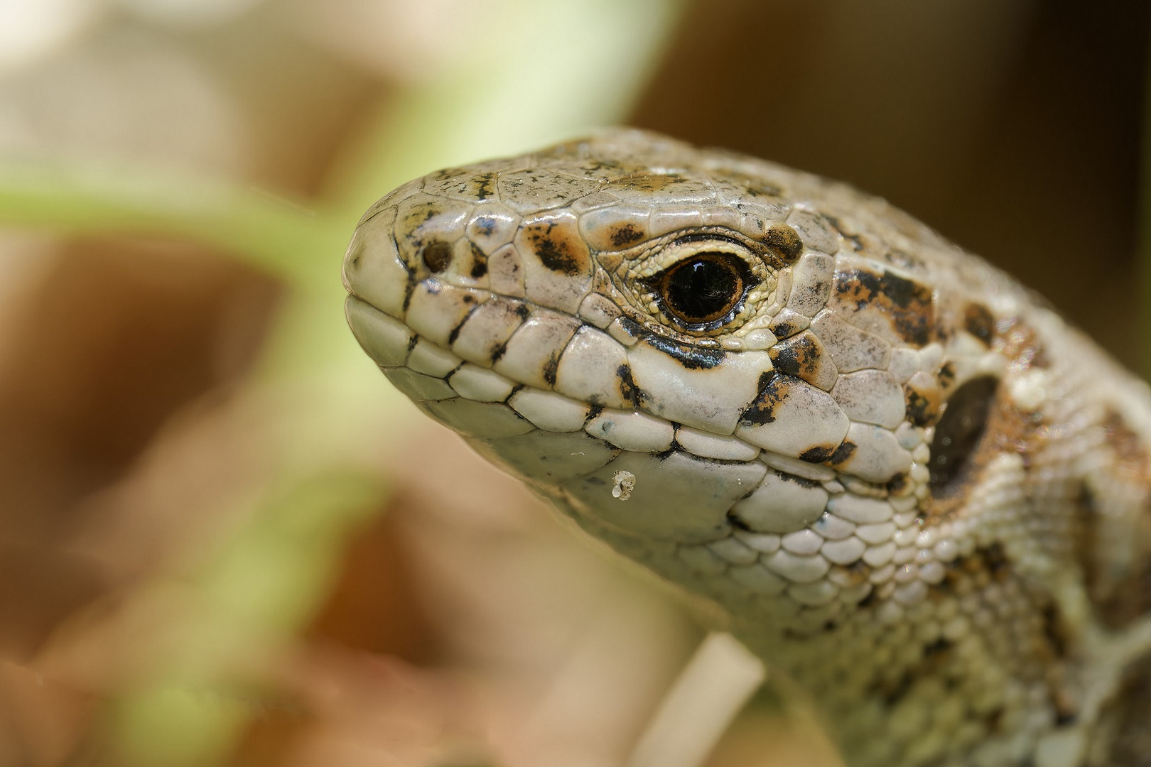 Portrait von einem Zauneidechsen Weibchen