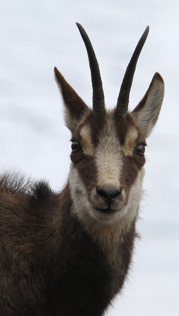 Portrait von Gamsgeiss