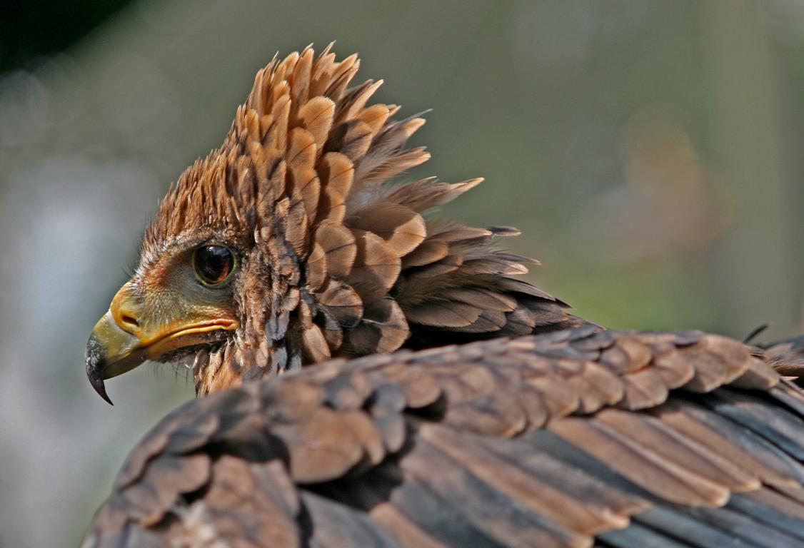 Portrait von "Hatari"