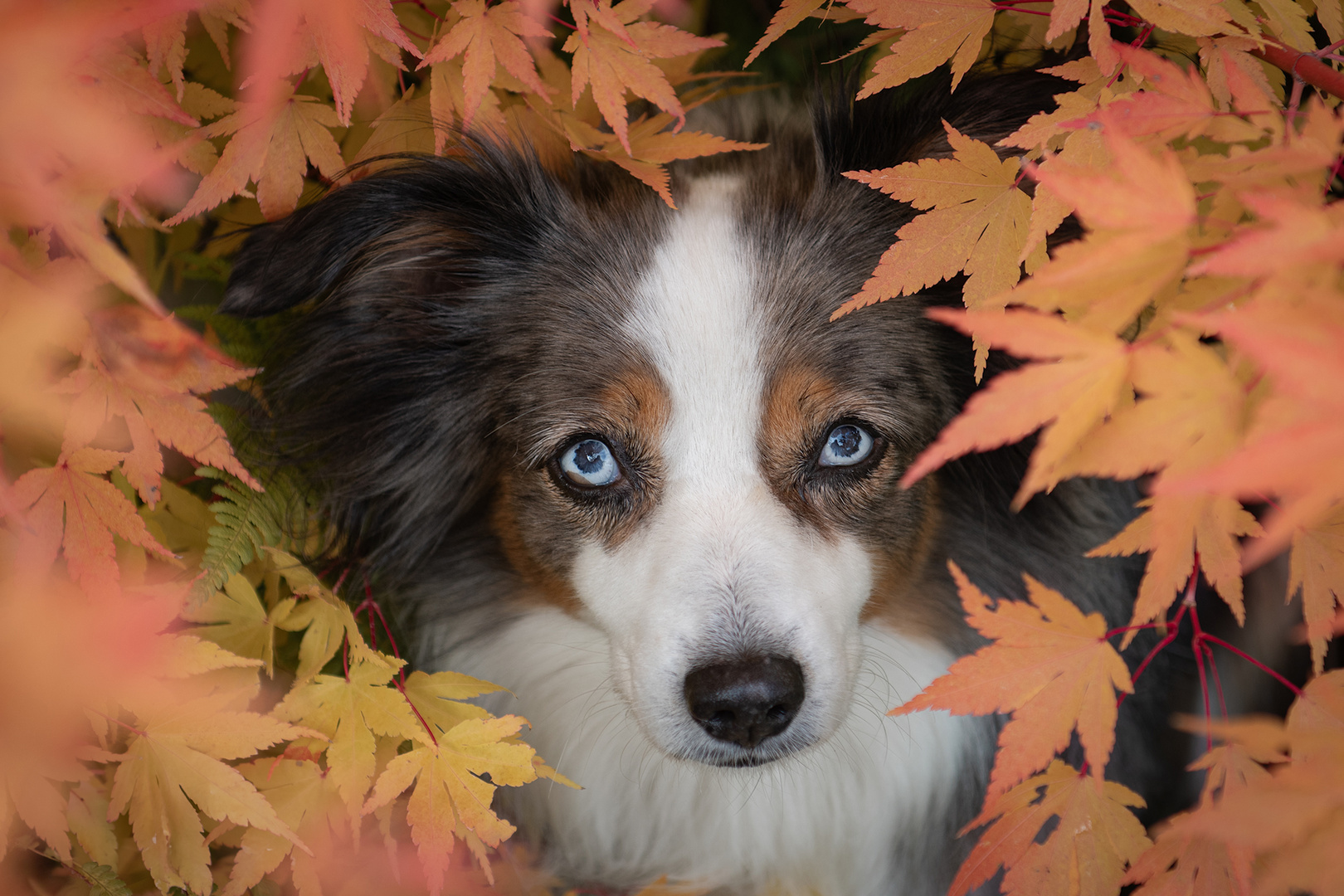 Portrait von Hazel