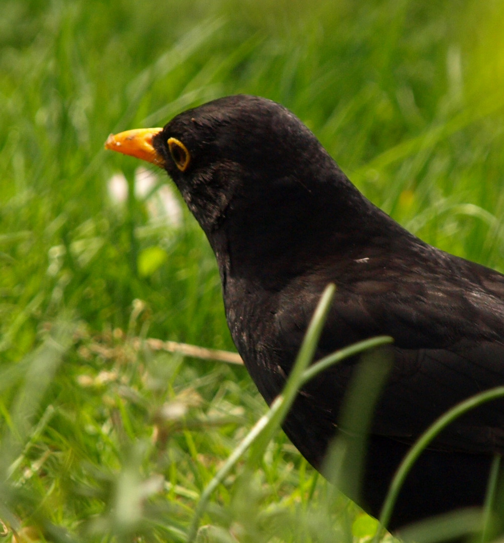 Portrait von Herr Amsel