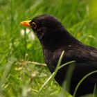 Portrait von Herr Amsel