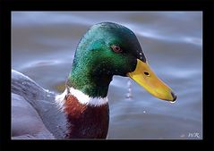 Portrait von Herrn Duck.....