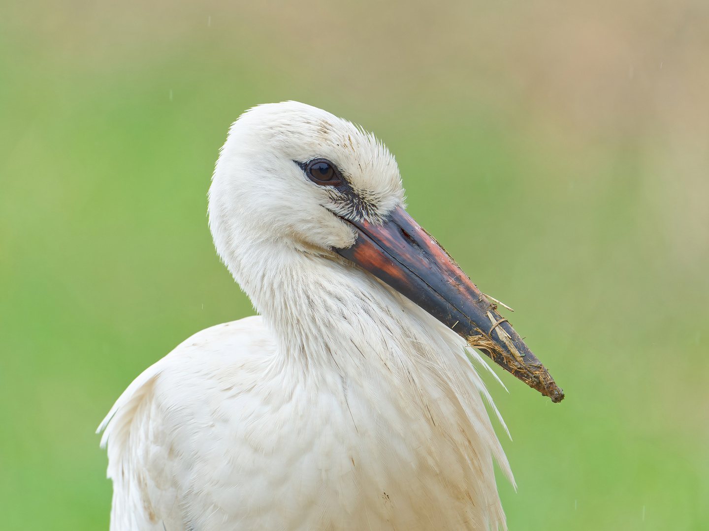 Portrait von Jungstorch