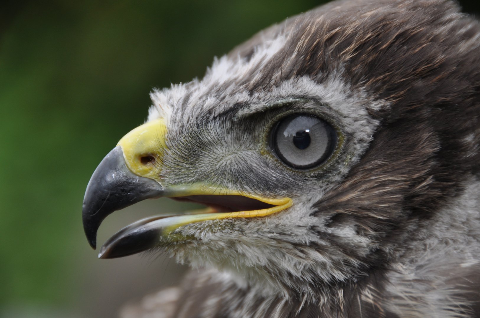 Portrait von Junior (Mäusebussard (Buteo buteo))