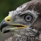 Portrait von Junior (Mäusebussard (Buteo buteo))