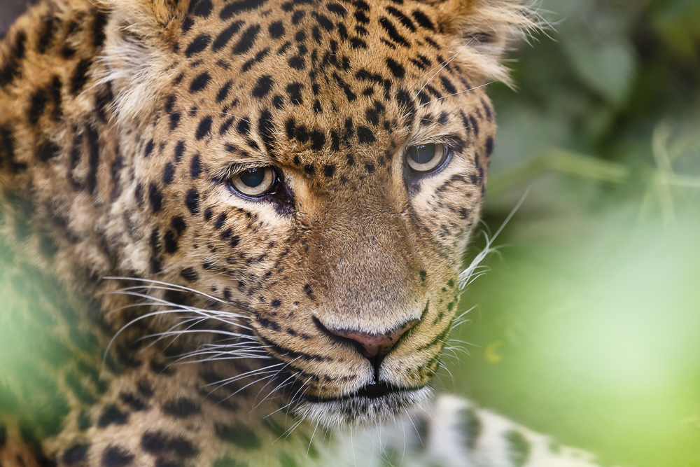 Portrait von Leopard