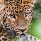 Portrait von Leopard