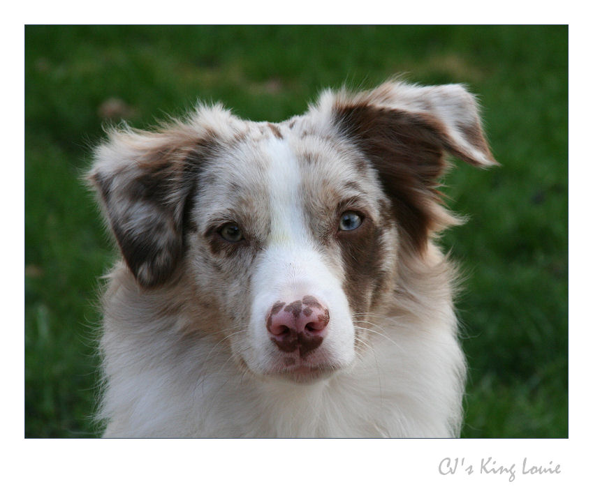 Portrait von Louie