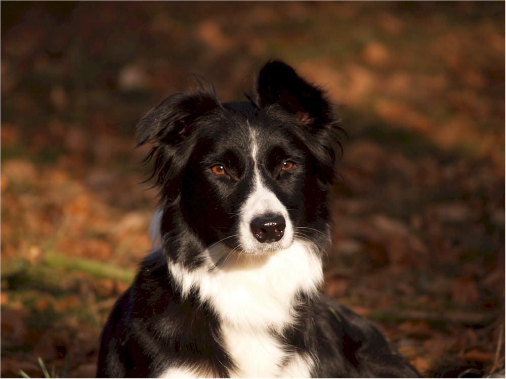 Portrait von Lucy in der warmen Herbstsonne