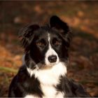 Portrait von Lucy in der warmen Herbstsonne