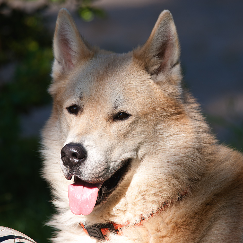 Portrait von meinem kleinen Hundchen