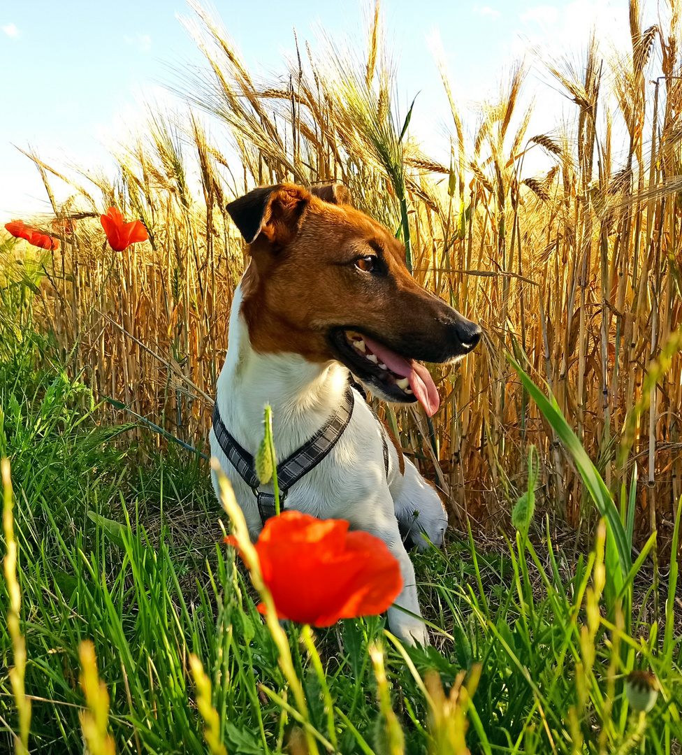 Portrait von meinem Liebling 