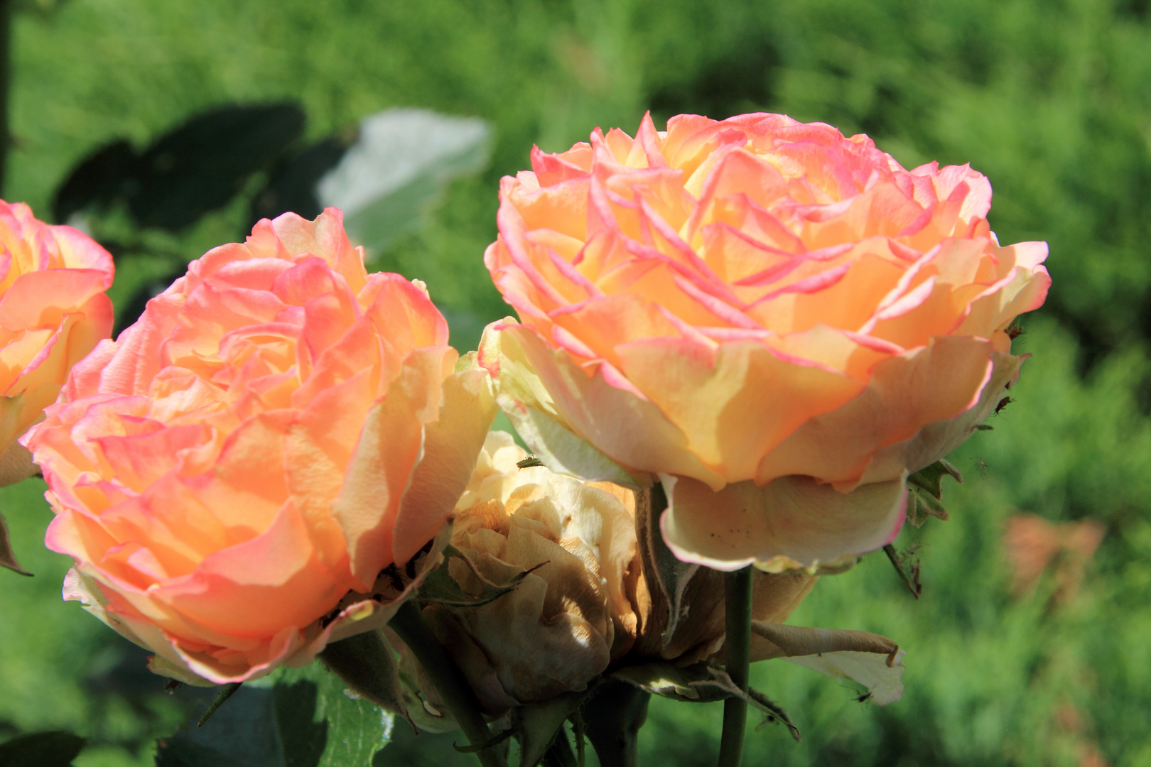 Portrait von Rosenblüten