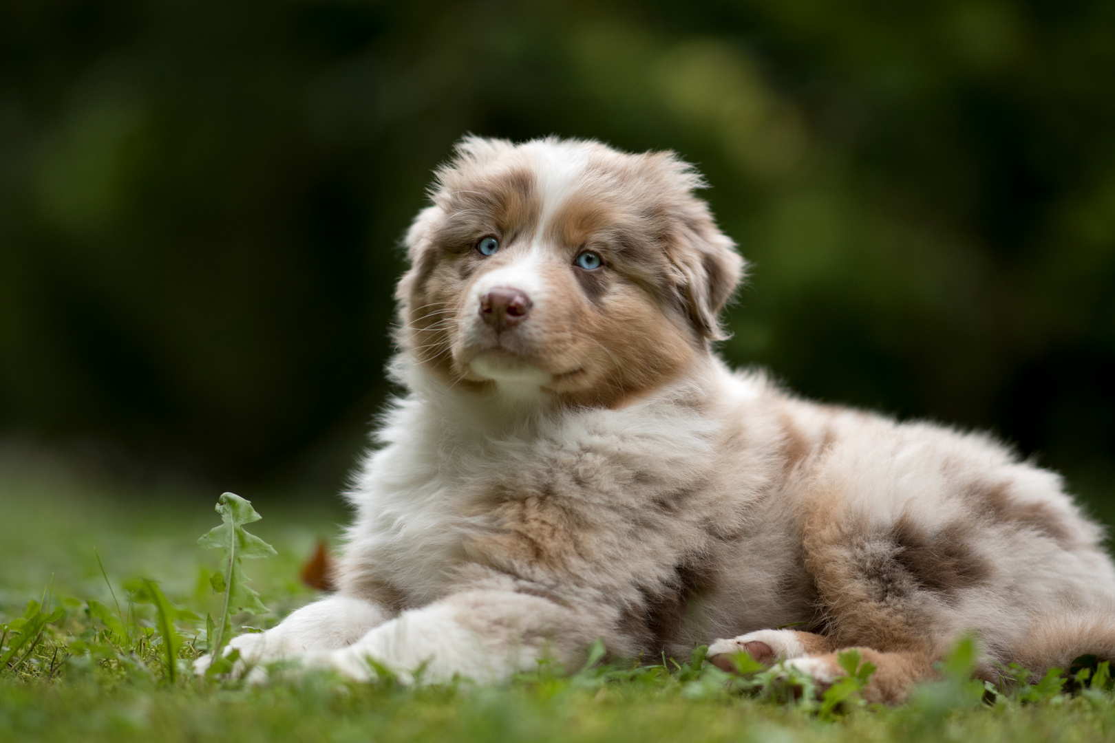 Portrait von Simba