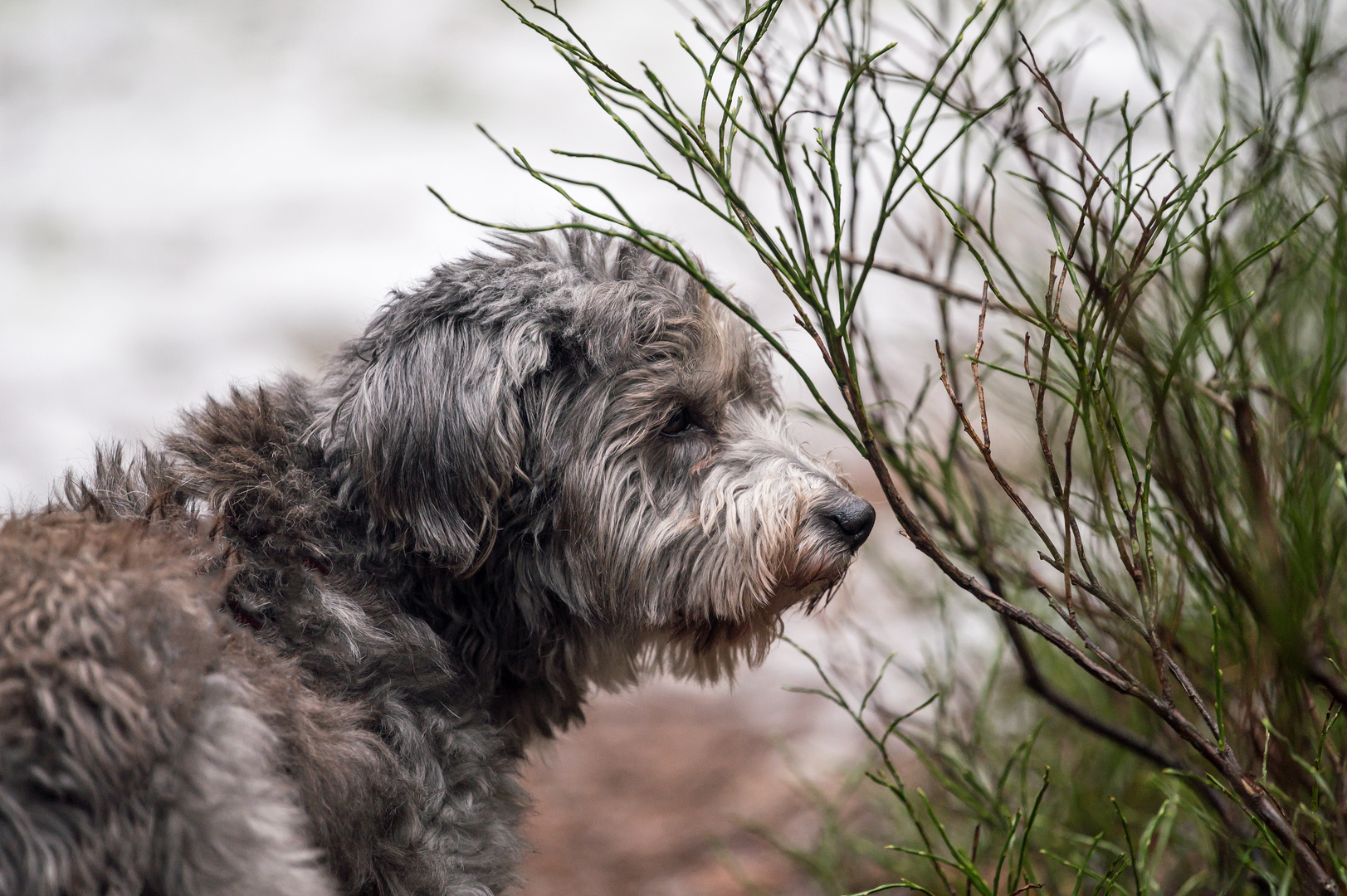 Portrait von unserer Mika