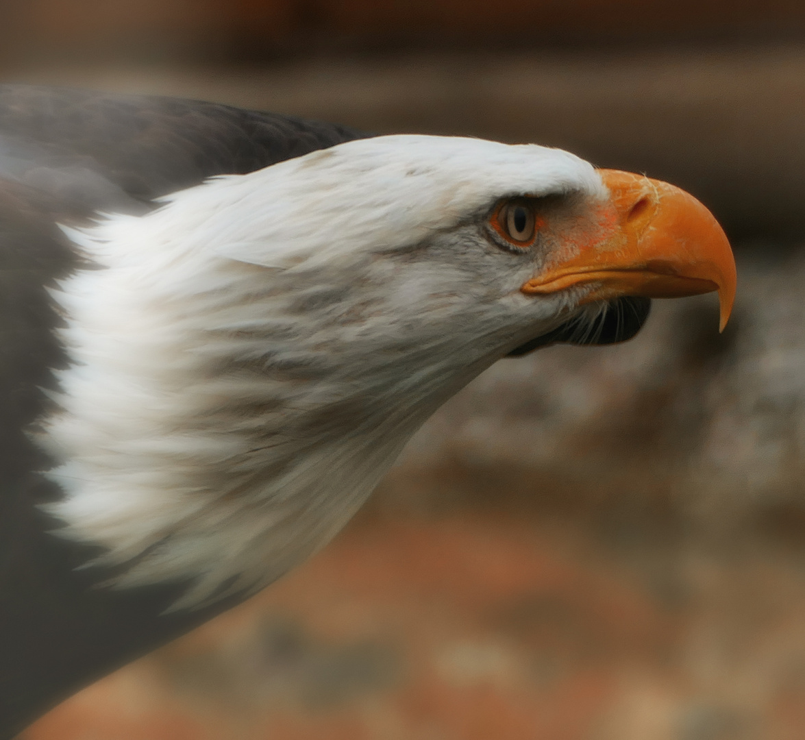 Portrait von Weißkopfseeadler