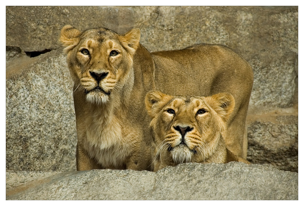 Portrait von zwei Löwen
