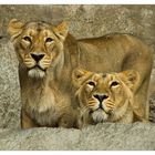 Portrait von zwei Löwen
