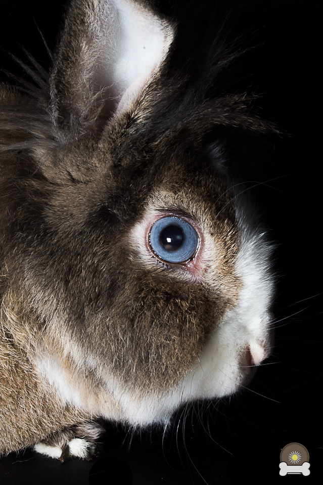 Portrait von Zwergkaninchen Max