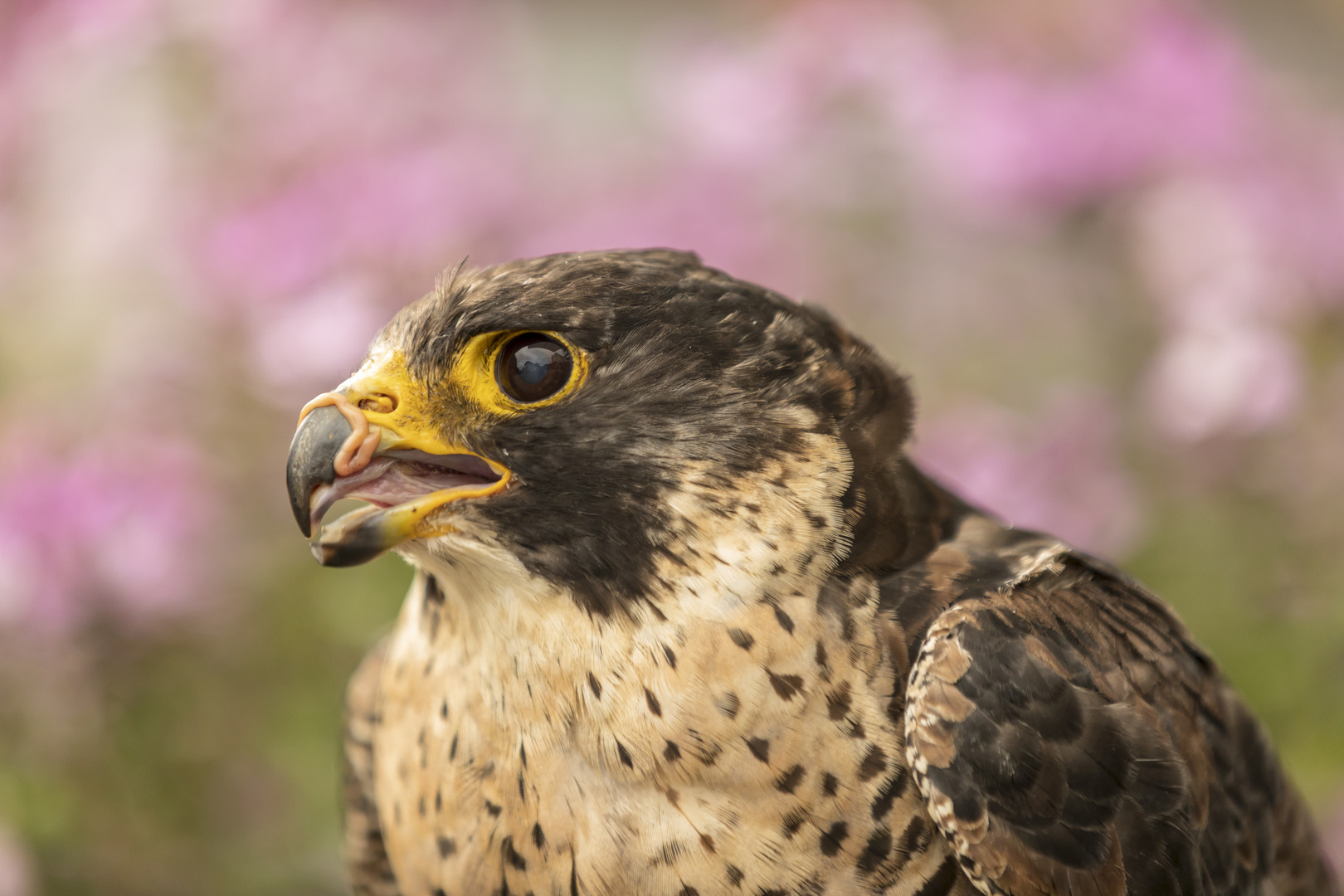 Portrait Wanderfalke