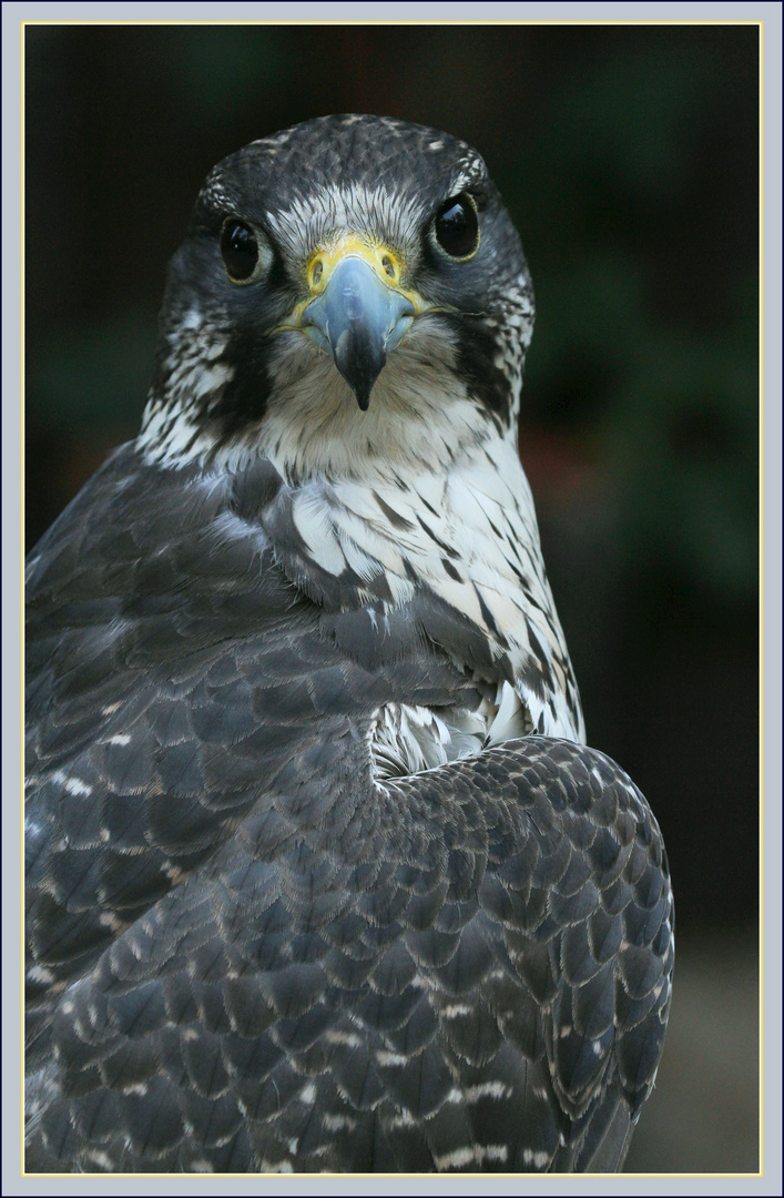 Portrait Wanderfalken / Faucon pèlerin