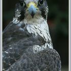 Portrait Wanderfalken / Faucon pèlerin