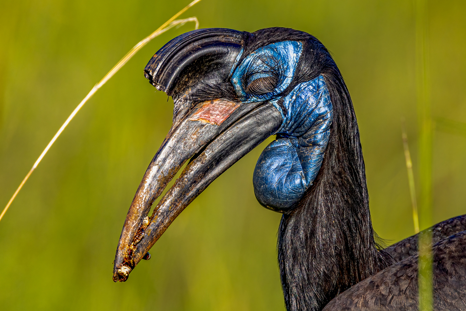 Portrait weiblicher Nördlicher Hornrabe (Abyssinian Ground-Hornbill)