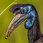 Portrait weiblicher Nördlicher Hornrabe (Abyssinian Ground-Hornbill)