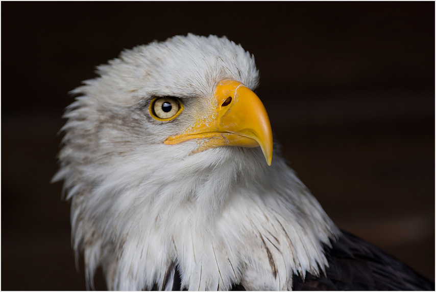 Portrait Weiskopfseeadler