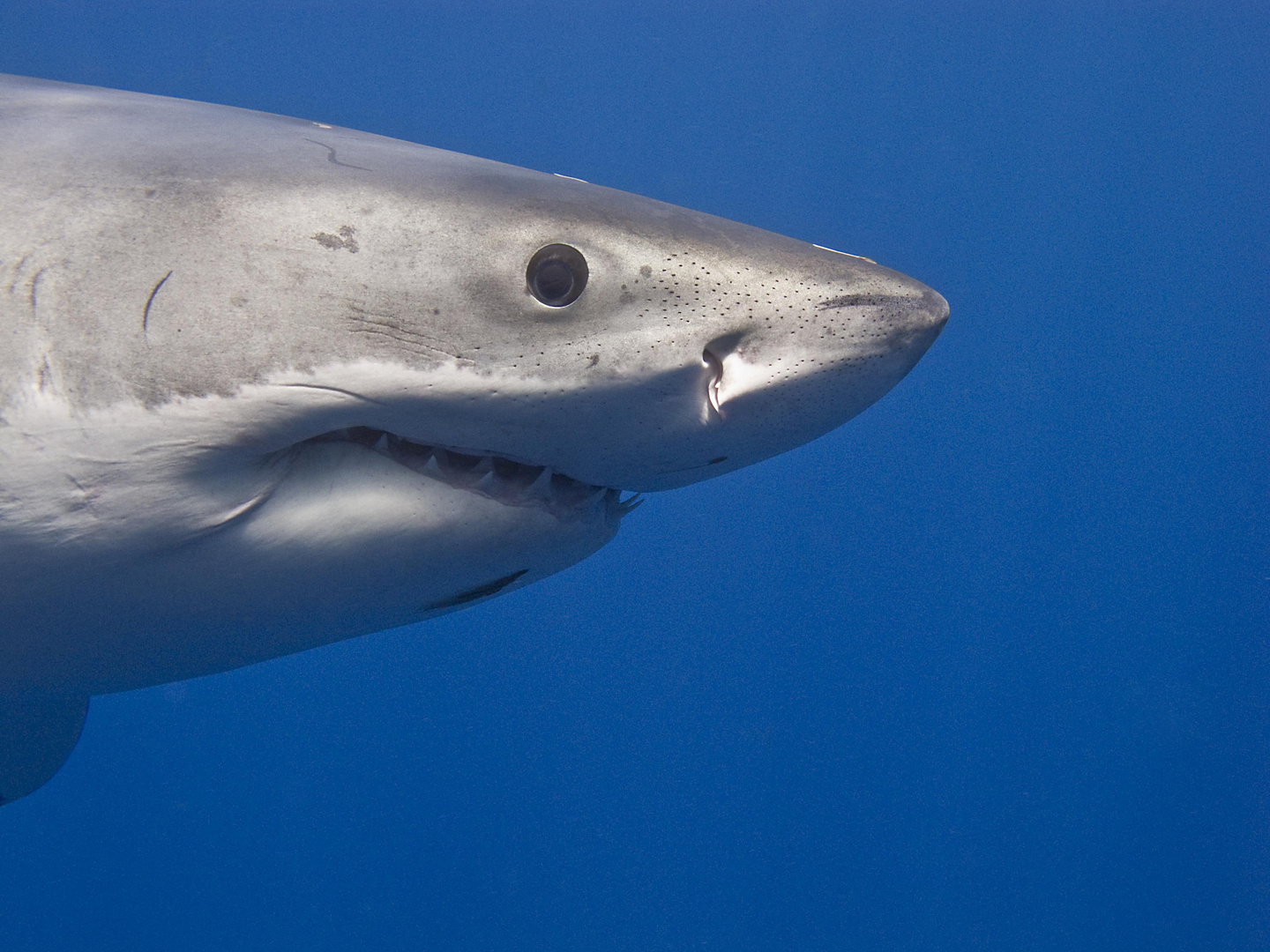Portrait Weißer Hai Foto &amp; Bild | tiere, wildlife, fische Bilder auf ...