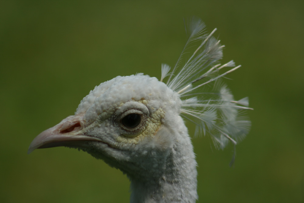 Portrait weisser Pfau