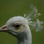 Portrait weisser Pfau