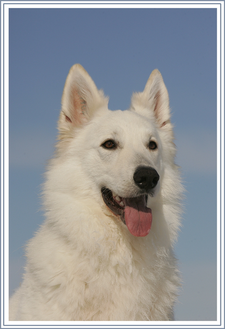 *****PORTRAIT WEISSER SCHWEIZER SCHÄFERHUND*****