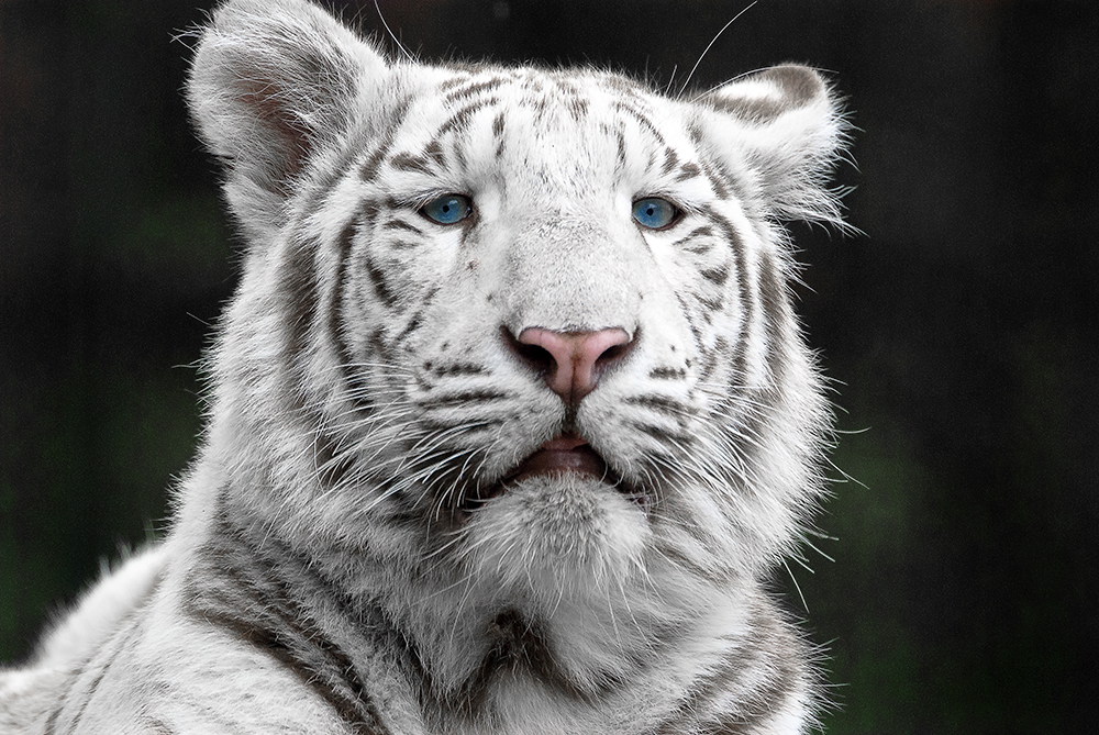 Portrait Weißer Tiger