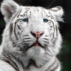Portrait Weißer Tiger