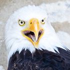 Portrait Weißkoipfseeadler