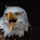 Portrait Weisskopf Seeadler 