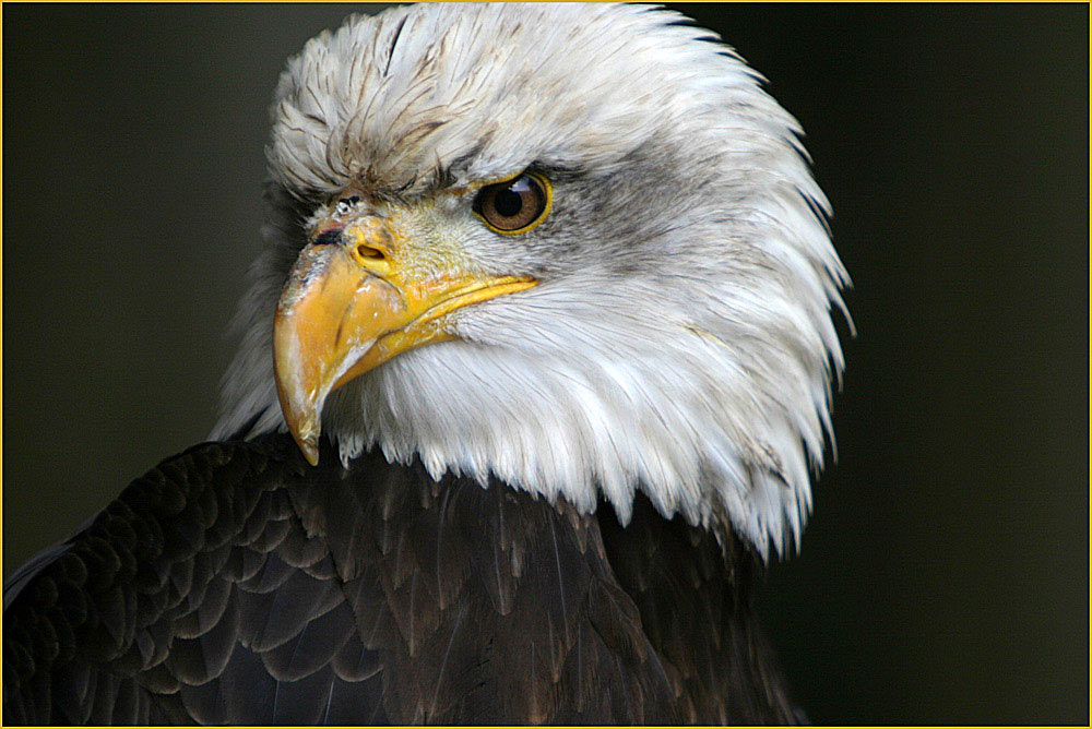 Portrait Weisskopfseeadler-2