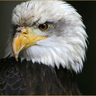 Portrait Weisskopfseeadler-2